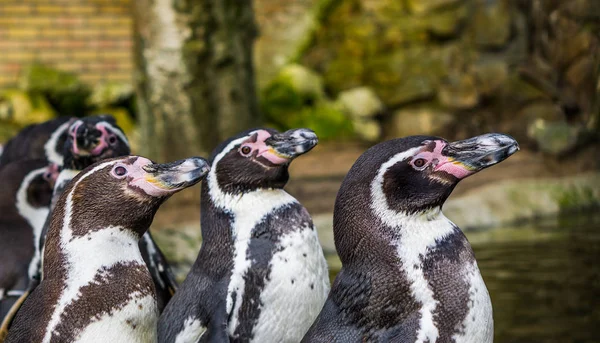 Tres Pingüinos Jorobados Pie Juntos Orilla Del Agua Aves Amenazadas —  Fotos de Stock