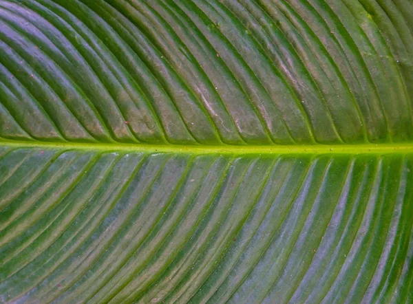 Hoja Verde Una Planta Tropical Primer Plano Textura Fondo Natural — Foto de Stock