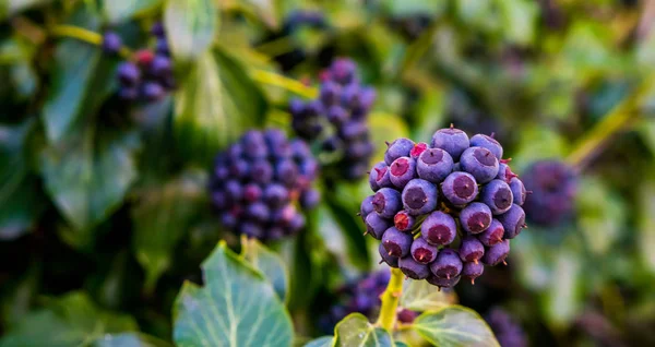 Plant de lierre fruité avec des baies violettes et bleues en gros plan, jardin botanique, fond de jardin naturel — Photo