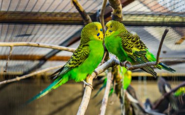 çok yakın güzel çift muhabbet kuşu parakeets birlikte, tropik ve popüler pets içinde aviculture, renkli kuşlar Avustralya