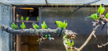 Nanday konserveleri ile dolu kuşhane, havacılık sektöründe popüler hayvanlar, Amerika 'dan tropikal kuşlar.