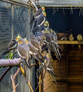 Aviculture, papağanlarla dolu bir kuşhane, Avustralyalı tropikal ibikli kuşlar, popüler evcil hayvanlar.