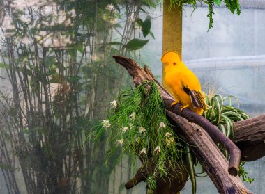 Kayanın erkek guianan horozu, Guyanalı renkli ve tropikal kuş, komik ibikli kuş