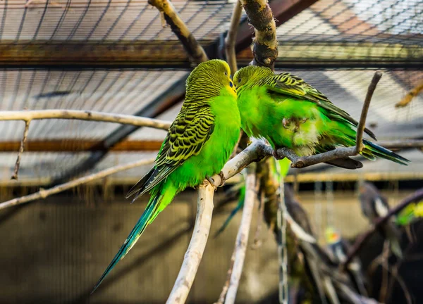 Couple de perruches Buderigar assis ensemble sur une branche, oiseaux tropicaux colorés d'Australie, animaux de compagnie populaires en aviculture — Photo