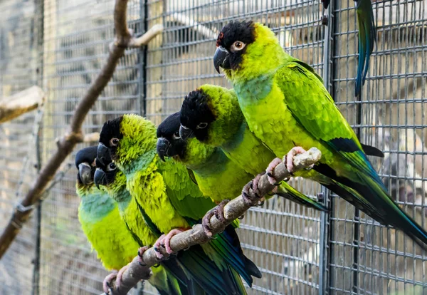 Muitos periquitos Nanday sentados juntos em um ramo no aviário, pequenos papagaios coloridos e tropicais da América — Fotografia de Stock