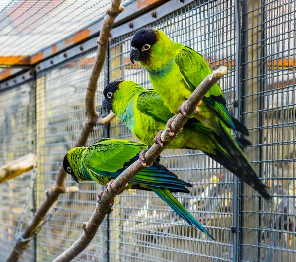 Tres conures de Nanday sentados juntos en una rama en el aviario, mascotas populares en la avicultura, loros tropicales pequeños de América — Foto de Stock