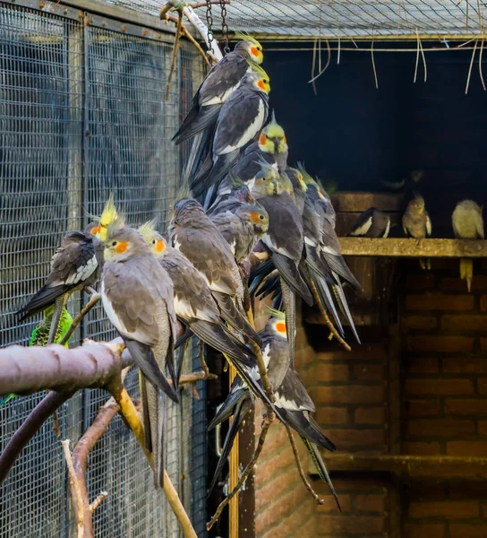 Avicoltura, una voliera piena di cacatua, uccelli tropicali crestati dall'Australia, Animali domestici popolari — Foto Stock