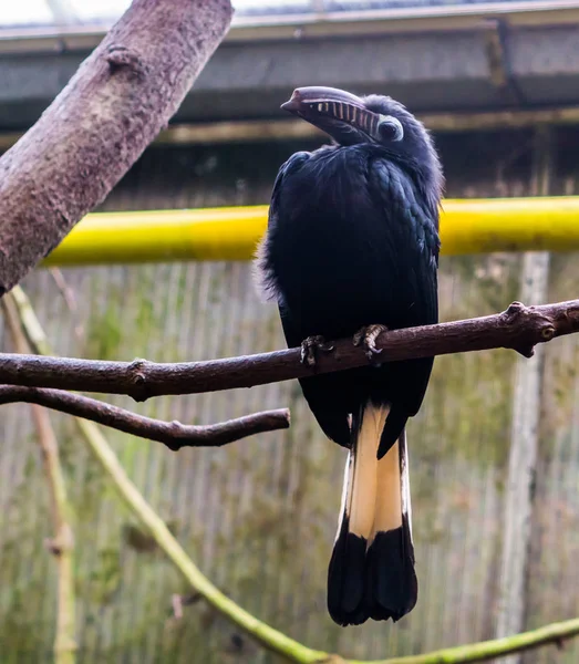 Самка висаянская рогатка, сидящая на ветке в птичнике, большая тропическая птица из Филиппин, исчезающие виды животных — стоковое фото
