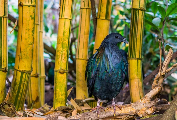 Belo retrato de um pombo nicobar com algum bambu no fundo, pássaro tropical das ilhas nicobar da Índia — Fotografia de Stock