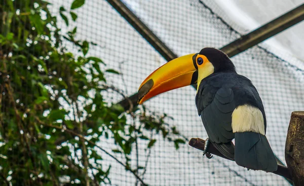 Toco Tukan sitzt auf einem Ast in der Voliere, farbenfroher tropischer Vogel aus Amerika — Stockfoto