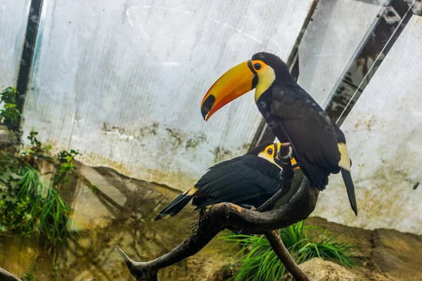 Two toco toucans sitting on a tree branch in the aviary, colorful and tropical birds from America — Stock Photo, Image