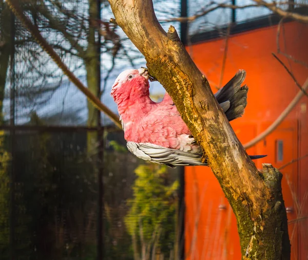 Galah, egy rózsabimbós kakadu lóg egy faágon és rágcsálja, népszerű háziállat a madártenyésztésben, trópusi madár Ausztráliából — Stock Fotó