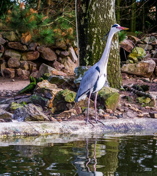 회색 왜가리가 물 옆에서 서서 물고기를 기다리고 있는 모습, 네덜란드에 흔한 새의 아름다운 모습 — 스톡 사진