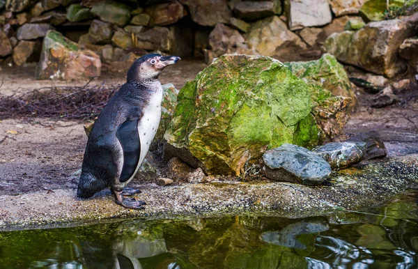Retrato de un pingüino humboldt parado junto al agua, ave acuática de la costa pacífica, especie animal amenazada con un estatus vulnerable —  Fotos de Stock