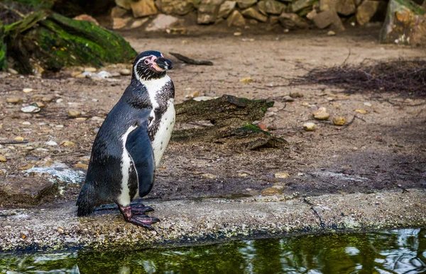 Lindo pingüino humboldt de pie en el lado del agua, Pájaro amenazado con un estado vulnerable, Pájaro acuático de la costa pacífica —  Fotos de Stock