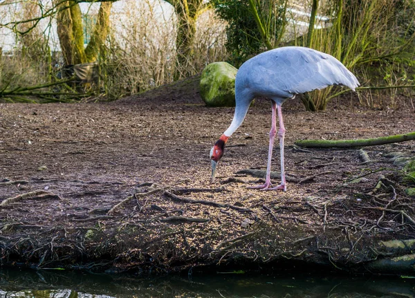 Grue sarus mangeant des graines, alimentation des oiseaux tropicaux, espèce d'oiseau menacée d'Asie — Photo