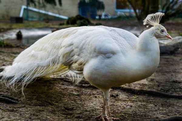Porträt eines schönen weißen Pfaus, populäre Farbmutation in der Vogelzucht, tropischer Vogel aus Asien — Stockfoto