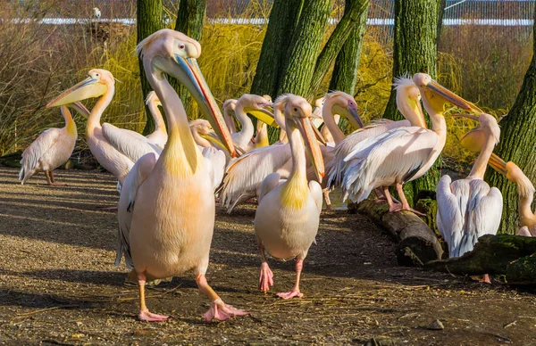 Gran escuadrón de pelícanos rosados juntos, gran grupo de aves, retrato de la familia pelícano —  Fotos de Stock