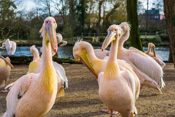 Dos pelícanos rosados junto con su familia de aves en el fondo —  Fotos de Stock