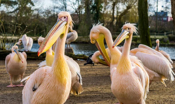 Portrait de deux pélicans roses avec leur famille pélican, groupe d'oiseaux d'Europe — Photo