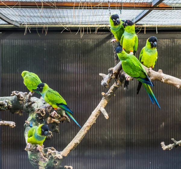 Nanday periquitos sentados juntos en una rama en el aviario, Mascotas tropicales populares de América — Foto de Stock