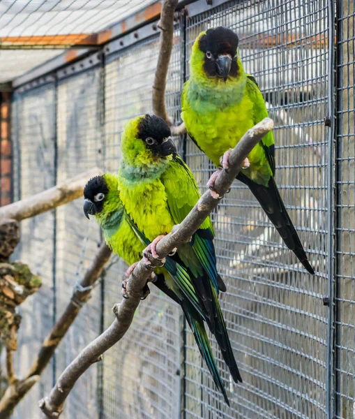 Trois perruches Nanday assises ensemble sur une branche dans la volière, Petits perroquets colorés et tropicaux d'Amérique — Photo