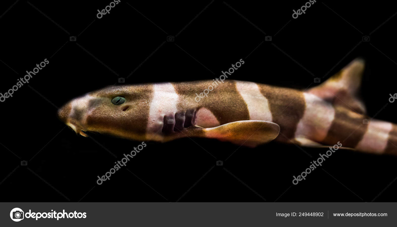 Juvenile brown banded bamboo shark isolated on a black background