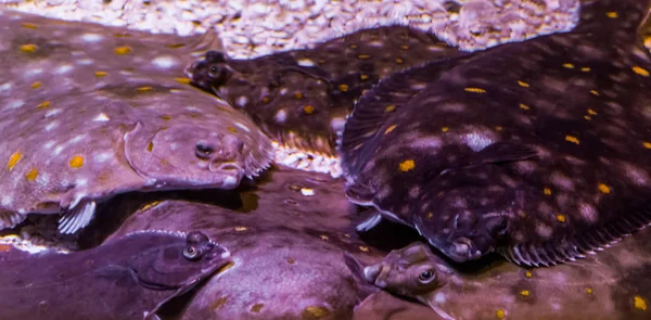 Az Európai plaices szóló együtt, az alsó az óceán Európa közös laposhalak nagy csoport — Stock Fotó
