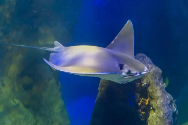 Raie musquée nageant dans l'eau, famille des raies aigle, poissons tropicaux de l'océan Atlantique — Photo