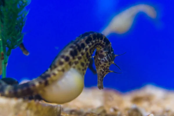 Nahaufnahme eines Seepferdchens mit großem Bauch, beliebten Haustieren im Aquarium, tropischen Fischen, die in den Mündungen Australiens leben — Stockfoto