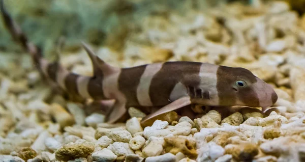 Juvenile brown banded bamboo shark laying on the bottom, popular fish in aquaculture, tropical young fish from the pacific ocean — Stock Photo, Image