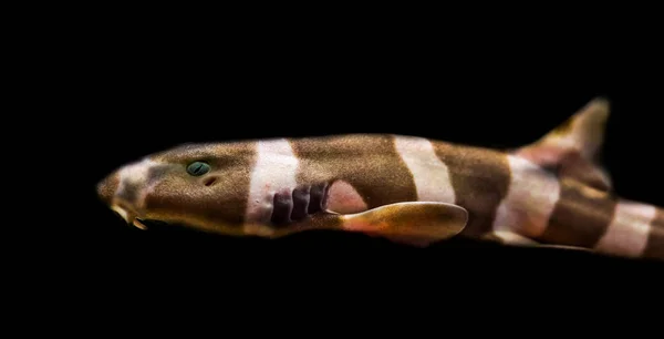 Tubarão-bambu de faixa marrom juvenil isolado em fundo preto, peixe tropical do oceano pacífico — Fotografia de Stock