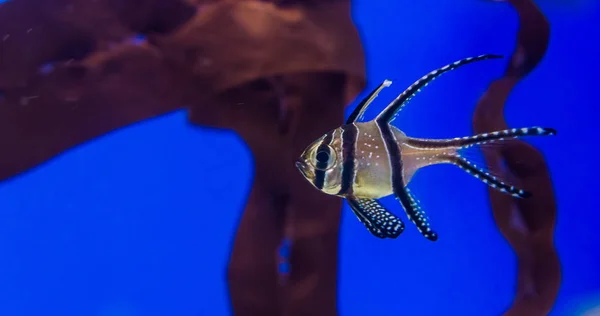 Portrait d'un poisson cardinalice banggaï, espèce animale en voie de disparition des îles banggaï d'Indonésie — Photo