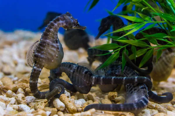 Groupe de gros hippocampes ensemble dans l'aquarium, animaux de compagnie populaires en aquaculture, poissons tropicaux d'Australie — Photo
