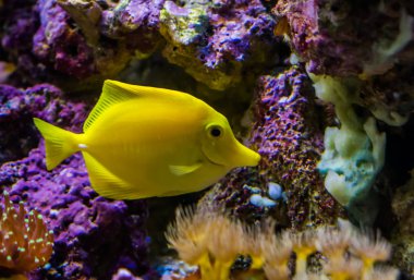 Aquaculture 'daki en popüler balıklardan biri olan sarı tang balığı Hawaii' den tropikal balık.