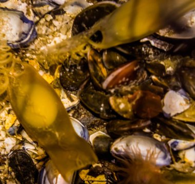 Deniz kızı Çantalar, kuluçkaya embriyo, köpekbalığı fetus, balık üreme büyüme süreci içinde köpekbalığı yumurta