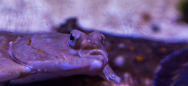 portre yüz bir Avrupa yaldızlı pisibalığı, komik bir surat yapma balık, yaygın ve popüler yassı balıklar