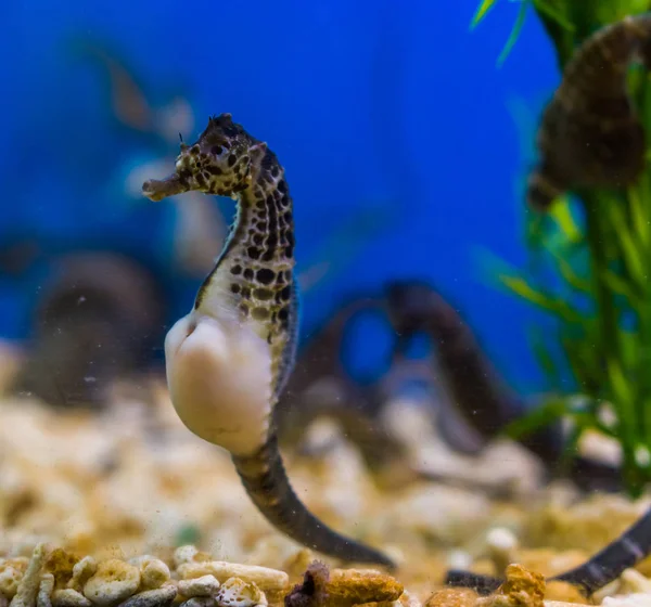 Belo retrato de um grande cavalo-marinho da barriga, animal de estimação popular na aquicultura, peixes tropicais dos rios da Austrália — Fotografia de Stock