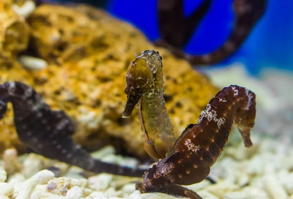 Pareja de caballitos de mar del norte juntos, peces tropicales del océano atlántico, especie animal vulnerable —  Fotos de Stock