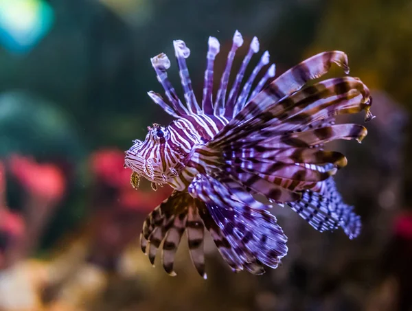 Portrait rapproché d'un lion commun, un animal de compagnie d'aquarium populaire en aquaculture, des poissons tropicaux de l'océan Pacifique — Photo