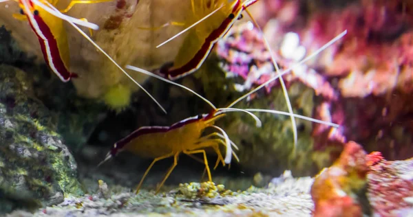 Grupo de camarões mais limpos atlânticos juntos, peixes tropicais do oceano atlântico — Fotografia de Stock