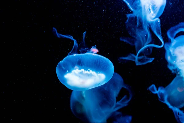 Голубой с белыми медузами, плавающими в воде, изолированные на черном фоне — стоковое фото