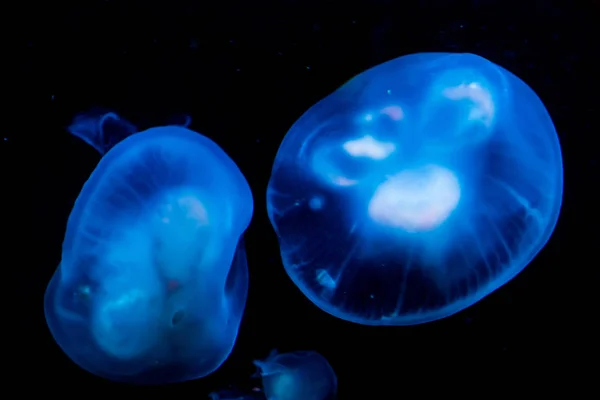 Blue with white jellyfishes glowing in the dark, marine life background — Stock Photo, Image