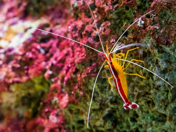 Portrait d'une crevette nettoyeuse de l'Atlantique assise sur un rocher, crevette colorée de l'océan Atlantique — Photo