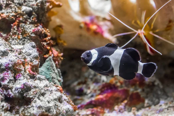 Popular, mas raro peixe-palhaço de faixa preta e branca, peixe tropical que só vive na região de Darwin, na Austrália — Fotografia de Stock