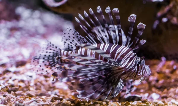 Retrato de um peixe-diabo comum, belos peixes tropicais do oceano pacífico, animal de estimação aquário popular na aquicultura — Fotografia de Stock