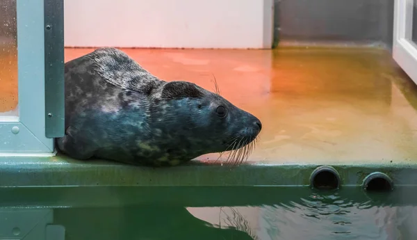 Zeehond zittend aan de waterkant en rondkijkend, Dierenasiel, diergezondheid — Stockfoto