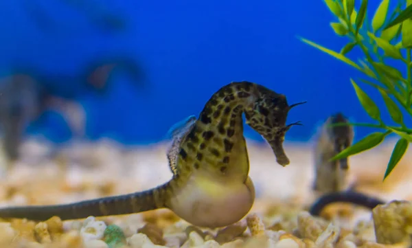 Caballito de mar de barriga grande en primer plano macro, animal marino tropical con un gran vientre, mascota popular del acuario Imagen De Stock