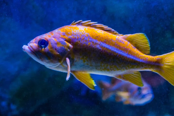 Laranja com peixes listrados e manchados brancos, peixes tropicais coloridos nadando em água azul — Fotografia de Stock