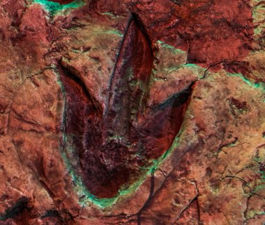 Theropod ayak izi, dinozor izinin fosili, jurasik dönemde yaşayan hayvanlar.